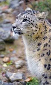 Preview wallpaper irbis, snow leopard, animal, wild, wildlife