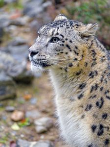Preview wallpaper irbis, snow leopard, animal, wild, wildlife