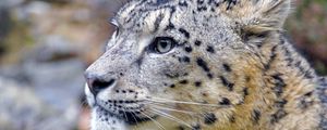 Preview wallpaper irbis, snow leopard, animal, wild, wildlife