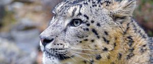 Preview wallpaper irbis, snow leopard, animal, wild, wildlife