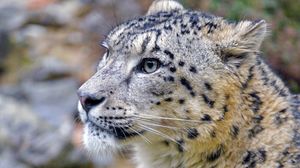 Preview wallpaper irbis, snow leopard, animal, wild, wildlife