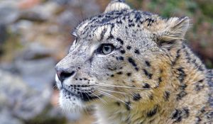 Preview wallpaper irbis, snow leopard, animal, wild, wildlife