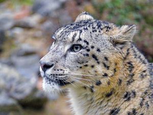 Preview wallpaper irbis, snow leopard, animal, wild, wildlife