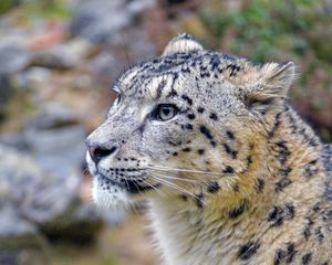 Preview wallpaper irbis, snow leopard, animal, wild, wildlife