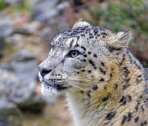 Preview wallpaper irbis, snow leopard, animal, wild, wildlife