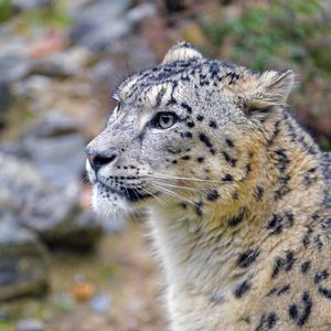 Preview wallpaper irbis, snow leopard, animal, wild, wildlife