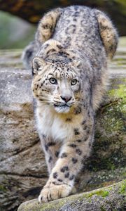 Preview wallpaper irbis, snow leopard, animal, predator, glance, big cat