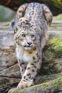 Preview wallpaper irbis, snow leopard, animal, predator, glance, big cat