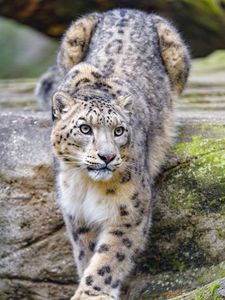 Preview wallpaper irbis, snow leopard, animal, predator, glance, big cat