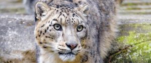 Preview wallpaper irbis, snow leopard, animal, predator, glance, big cat