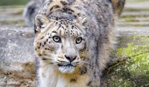 Preview wallpaper irbis, snow leopard, animal, predator, glance, big cat