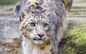 Preview wallpaper irbis, snow leopard, animal, predator, glance, big cat