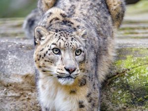 Preview wallpaper irbis, snow leopard, animal, predator, glance, big cat