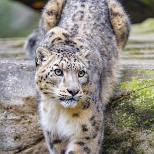 Preview wallpaper irbis, snow leopard, animal, predator, glance, big cat