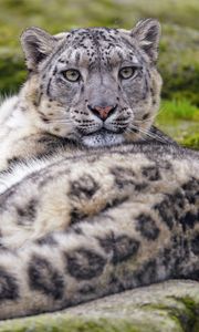 Preview wallpaper irbis, snow leopard, animal, glance, predator, big cat