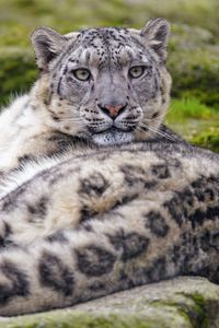 Preview wallpaper irbis, snow leopard, animal, glance, predator, big cat