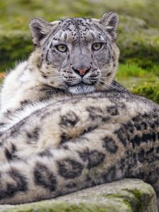 Preview wallpaper irbis, snow leopard, animal, glance, predator, big cat