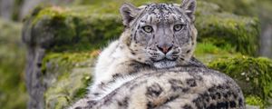 Preview wallpaper irbis, snow leopard, animal, glance, predator, big cat
