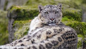Preview wallpaper irbis, snow leopard, animal, glance, predator, big cat