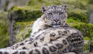 Preview wallpaper irbis, snow leopard, animal, glance, predator, big cat