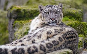 Preview wallpaper irbis, snow leopard, animal, glance, predator, big cat