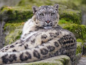 Preview wallpaper irbis, snow leopard, animal, glance, predator, big cat