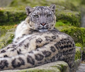 Preview wallpaper irbis, snow leopard, animal, glance, predator, big cat