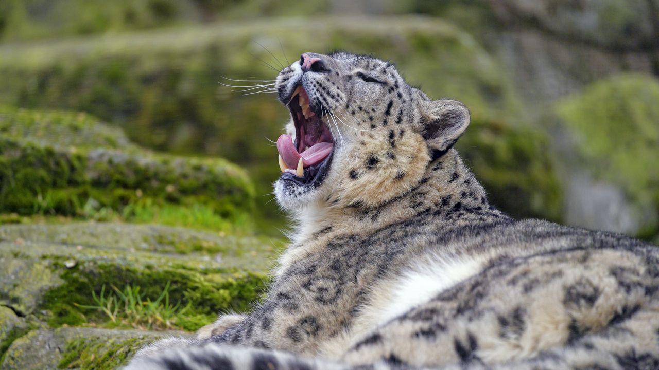 Wallpaper irbis, snow leopard, animal, predator, yawn, protruding tongue