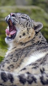 Preview wallpaper irbis, snow leopard, animal, predator, yawn, protruding tongue
