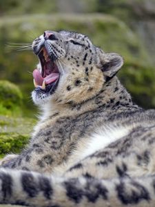 Preview wallpaper irbis, snow leopard, animal, predator, yawn, protruding tongue
