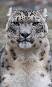 Preview wallpaper irbis, snow leopard, animal, predator, glance