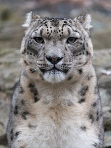 Preview wallpaper irbis, snow leopard, animal, predator, glance