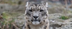 Preview wallpaper irbis, snow leopard, animal, predator, glance