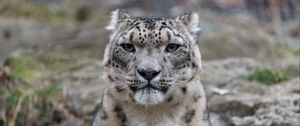 Preview wallpaper irbis, snow leopard, animal, predator, glance