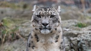 Preview wallpaper irbis, snow leopard, animal, predator, glance