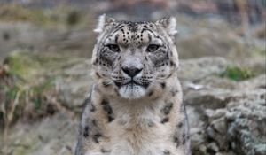 Preview wallpaper irbis, snow leopard, animal, predator, glance