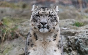 Preview wallpaper irbis, snow leopard, animal, predator, glance