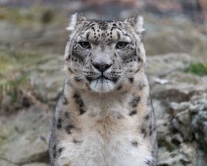 Preview wallpaper irbis, snow leopard, animal, predator, glance