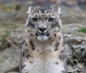 Preview wallpaper irbis, snow leopard, animal, predator, glance