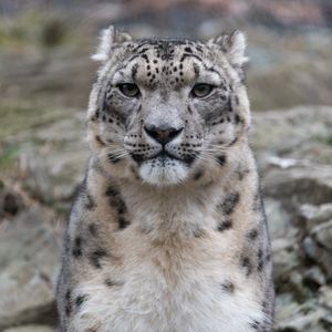 Preview wallpaper irbis, snow leopard, animal, predator, glance