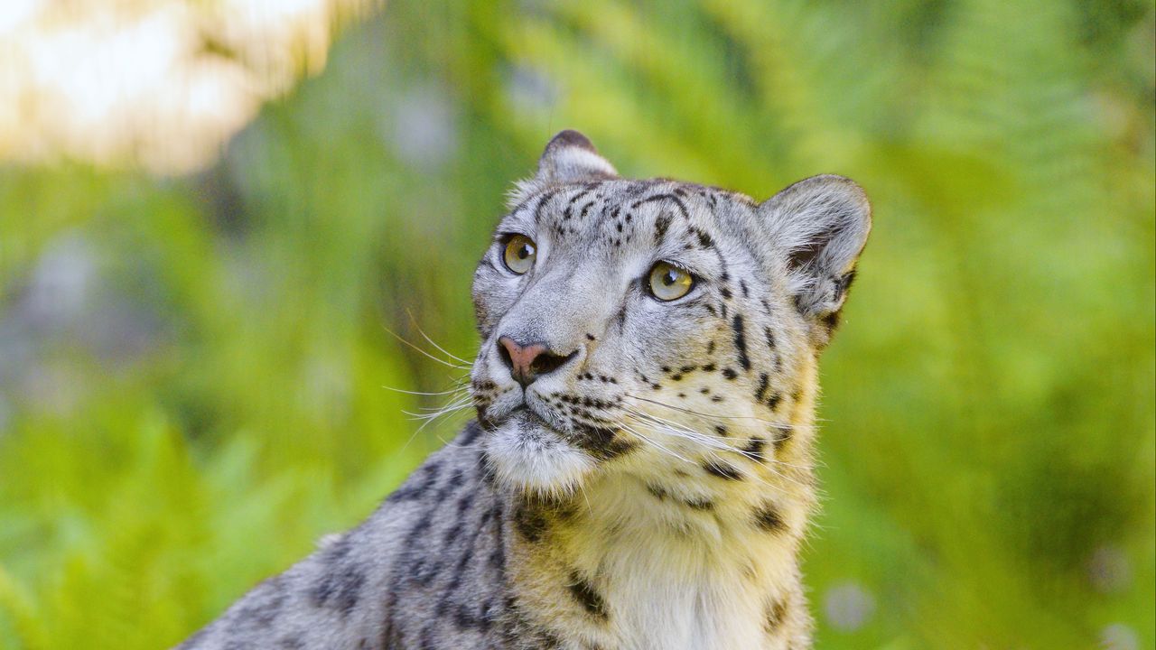 Wallpaper irbis, snow leopard, animal, predator, big cat, glance