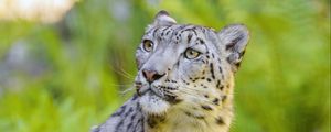 Preview wallpaper irbis, snow leopard, animal, predator, big cat, glance