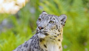 Preview wallpaper irbis, snow leopard, animal, predator, big cat, glance