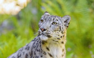 Preview wallpaper irbis, snow leopard, animal, predator, big cat, glance