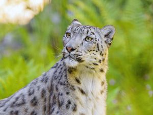 Preview wallpaper irbis, snow leopard, animal, predator, big cat, glance