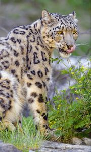 Preview wallpaper irbis, snow leopard, animal, predator, protruding tongue, big cat