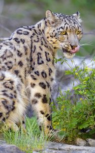 Preview wallpaper irbis, snow leopard, animal, predator, protruding tongue, big cat