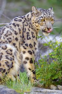 Preview wallpaper irbis, snow leopard, animal, predator, protruding tongue, big cat