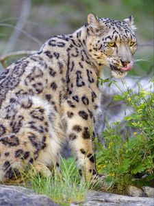 Preview wallpaper irbis, snow leopard, animal, predator, protruding tongue, big cat