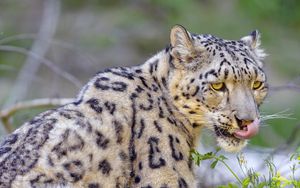 Preview wallpaper irbis, snow leopard, animal, predator, protruding tongue, big cat